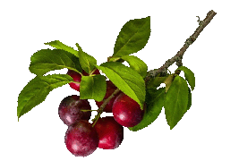 cherryplum