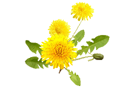 dandelion