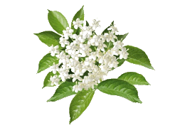 elderflower