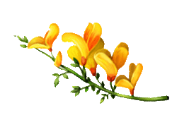 gorse