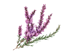 heather