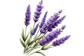 lavender