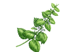 lemonbalm