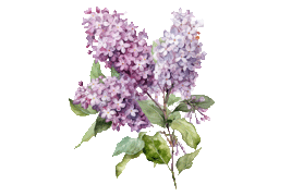lilac