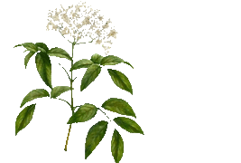 meadowsweet