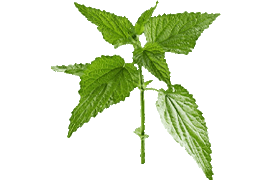 nettle