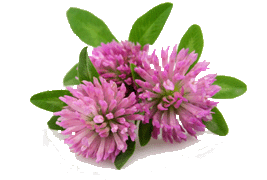 redclover