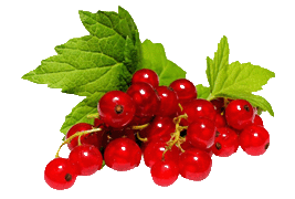 redcurrant