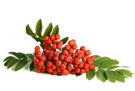 rowanberry